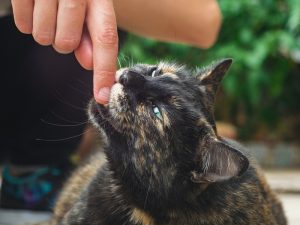 How To Prevent Animal Bites To The Hand